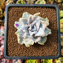 newplants10.jpeg