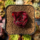 newplants110.jpeg