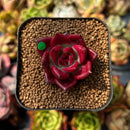 Echeveria Agavoides 'Luming' 1" Succulent Plant