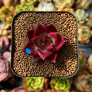 newplants112.jpeg