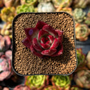 newplants113.jpeg