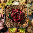 newplants114.jpeg