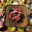 newplants115.jpeg