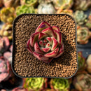 newplants116.jpeg