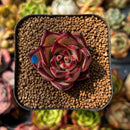 Echeveria Agavoides 'Romeo' 1" Succulent Plant
