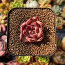 newplants118.jpeg