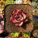 Echeveria Agavoides 'Romeo' 1" Succulent Plant