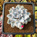 newplants11.jpeg