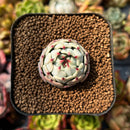 newplants120.jpeg