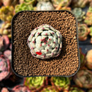 Echeveria 'Black Nail' 1" Succulent Plant