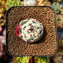 Echeveria 'Black Nail' 1" Succulent Plant