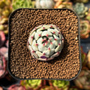 newplants124.jpeg