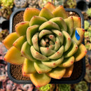 newplants125.jpeg