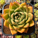 newplants126.jpeg
