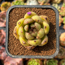 newplants127.jpeg
