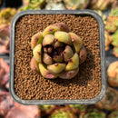 newplants128.jpeg