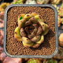 newplants129.jpeg