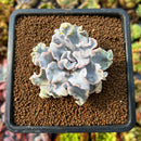 newplants12.jpeg