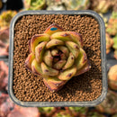 newplants130.jpeg