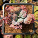 newplants132.jpeg