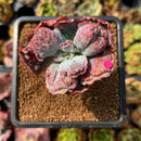 Echeveria 'Linguas' 2" Succulent Plant