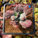 Echeveria 'Linguas' 2" Succulent Plant