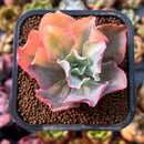 newplants13.jpeg