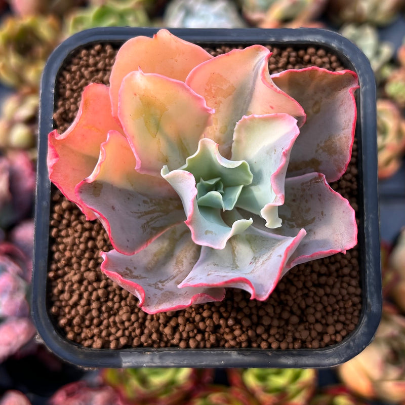 shaviana succulent Echeveria 'Shaviana' Variegated 2" Succulent Plant – True Succulents Plant  Co