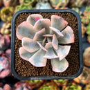 newplants14.jpeg
