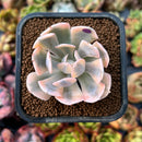 newplants15.jpeg