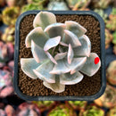 newplants16.jpeg