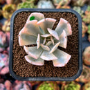 newplants18.jpeg