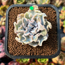 newplants1.jpeg