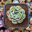 newplants22.jpeg