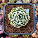 newplants23.jpeg