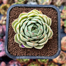 newplants24.jpeg