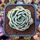 newplants25.jpeg