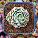 newplants26.jpeg