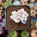 newplants27.jpeg