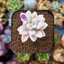 Echeveria 'Ellan' Variegated 1"-2" Succulent Plant