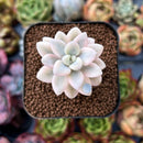 newplants29.jpeg
