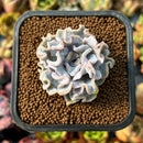 newplants2.jpeg