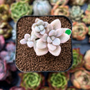 newplants30.jpeg