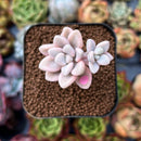 newplants31.jpeg
