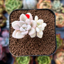 newplants32.jpeg
