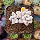 newplants33.jpeg