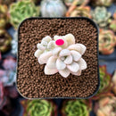 newplants34.jpeg