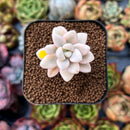 newplants35.jpeg