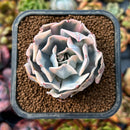 newplants36.jpeg