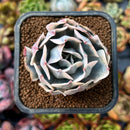 newplants37.jpeg